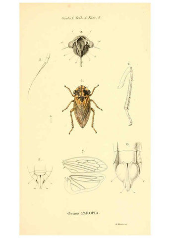 Reproducción/Reproduction 6049876344: Genera quædam insectorum. Iconibus illustravit et descripsit Hermannus Burmeister ... Volumen I. continet tabulas XL. Berlini,sumtibus A. Burmeister,1838-46