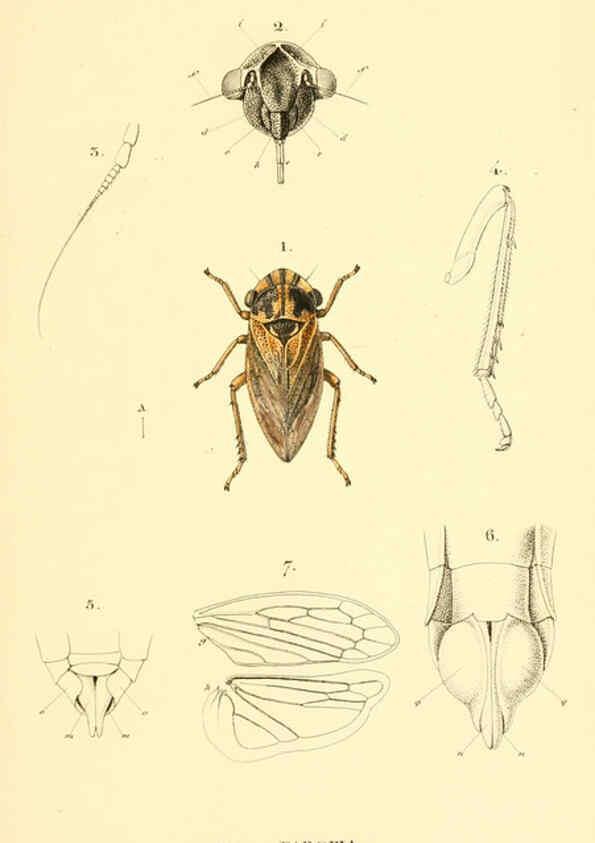 Reproducción/Reproduction 6049876344: Genera quædam insectorum. Iconibus illustravit et descripsit Hermannus Burmeister ... Volumen I. continet tabulas XL. Berlini,sumtibus A. Burmeister,1838-46