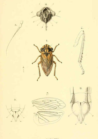 Reproducción/Reproduction 6049876344: Genera quædam insectorum. Iconibus illustravit et descripsit Hermannus Burmeister ... Volumen I. continet tabulas XL. Berlini,sumtibus A. Burmeister,1838-46
