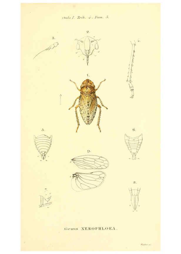 Reproducción/Reproduction 6049324065: Genera quædam insectorum. Iconibus illustravit et descripsit Hermannus Burmeister ... Volumen I. continet tabulas XL. Berlini,sumtibus A. Burmeister,1838-46