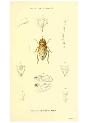 Reproducción/Reproduction 6049324065: Genera quædam insectorum. Iconibus illustravit et descripsit Hermannus Burmeister ... Volumen I. continet tabulas XL. Berlini,sumtibus A. Burmeister,1838-46