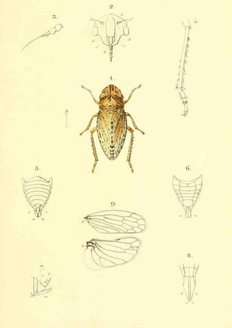 Reproducción/Reproduction 6049324065: Genera quædam insectorum. Iconibus illustravit et descripsit Hermannus Burmeister ... Volumen I. continet tabulas XL. Berlini,sumtibus A. Burmeister,1838-46