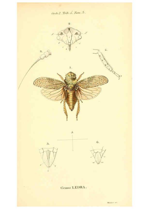 Reproducción/Reproduction 6049324309: Genera quædam insectorum. Iconibus illustravit et descripsit Hermannus Burmeister ... Volumen I. continet tabulas XL. Berlini,sumtibus A. Burmeister,1838-46
