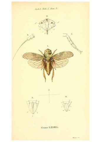 Reproducción/Reproduction 6049324309: Genera quædam insectorum. Iconibus illustravit et descripsit Hermannus Burmeister ... Volumen I. continet tabulas XL. Berlini,sumtibus A. Burmeister,1838-46