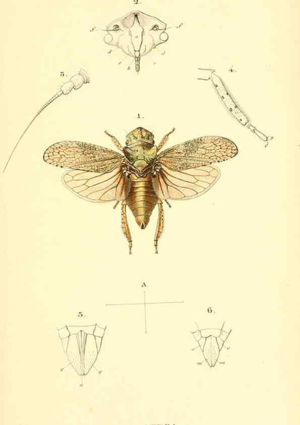 Reproducción/Reproduction 6049324309: Genera quædam insectorum. Iconibus illustravit et descripsit Hermannus Burmeister ... Volumen I. continet tabulas XL. Berlini,sumtibus A. Burmeister,1838-46