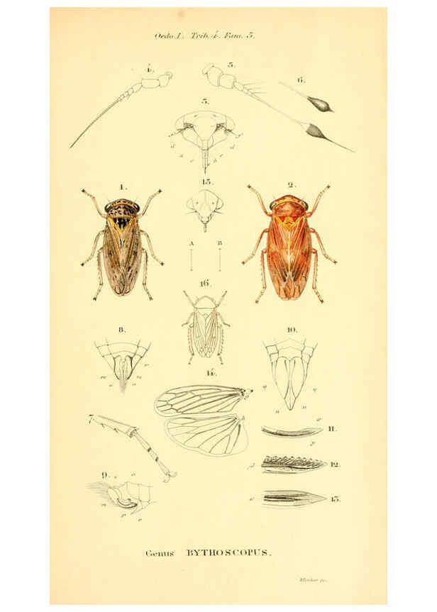 Reproducción/Reproduction 6049324699: Genera quædam insectorum. Iconibus illustravit et descripsit Hermannus Burmeister ... Volumen I. continet tabulas XL. Berlini,sumtibus A. Burmeister,1838-46