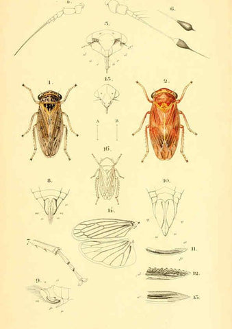 Reproducción/Reproduction 6049324699: Genera quædam insectorum. Iconibus illustravit et descripsit Hermannus Burmeister ... Volumen I. continet tabulas XL. Berlini,sumtibus A. Burmeister,1838-46