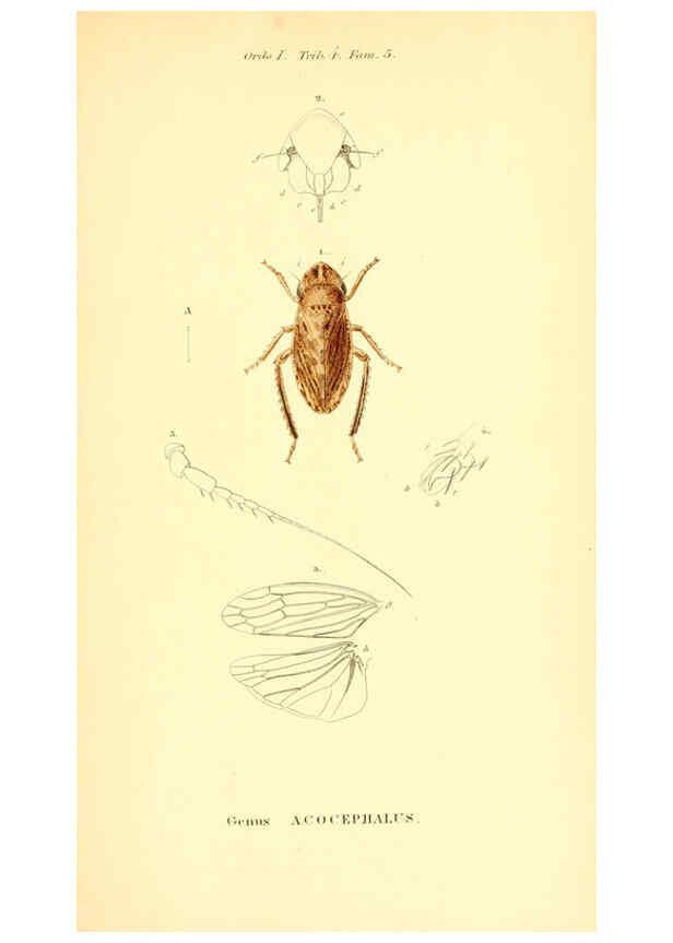 Reproducción/Reproduction 6049325199: Genera quædam insectorum. Iconibus illustravit et descripsit Hermannus Burmeister ... Volumen I. continet tabulas XL. Berlini,sumtibus A. Burmeister,1838-46