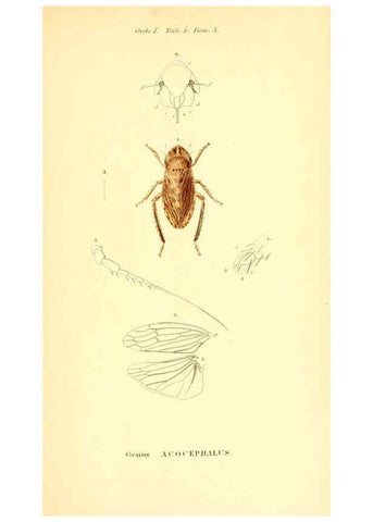 Reproducción/Reproduction 6049325199: Genera quædam insectorum. Iconibus illustravit et descripsit Hermannus Burmeister ... Volumen I. continet tabulas XL. Berlini,sumtibus A. Burmeister,1838-46