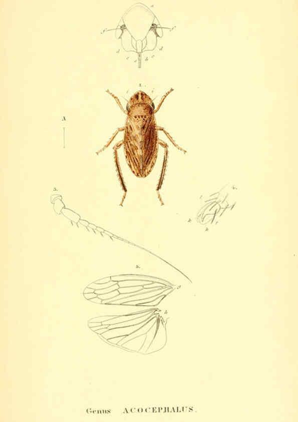Reproducción/Reproduction 6049325199: Genera quædam insectorum. Iconibus illustravit et descripsit Hermannus Burmeister ... Volumen I. continet tabulas XL. Berlini,sumtibus A. Burmeister,1838-46