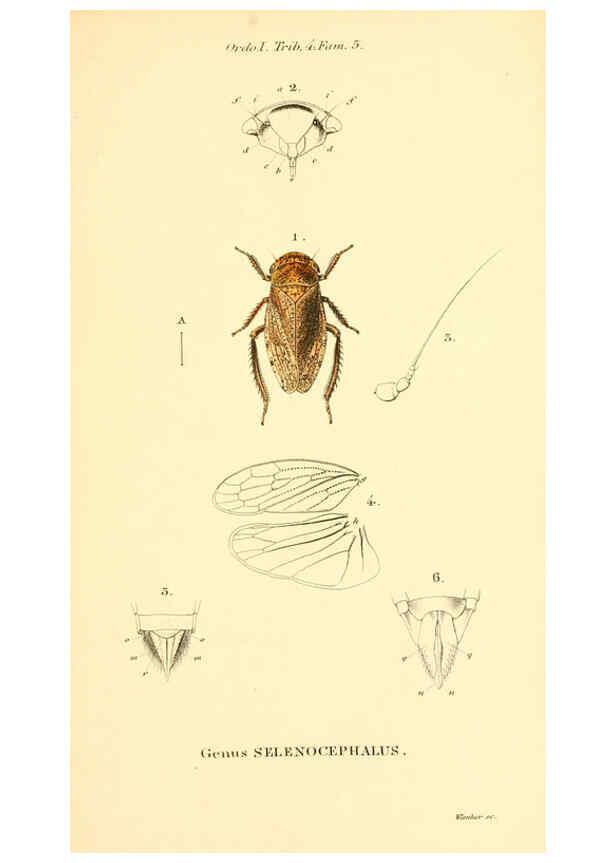 Reproducción/Reproduction 6049878110: Genera quædam insectorum. Iconibus illustravit et descripsit Hermannus Burmeister ... Volumen I. continet tabulas XL. Berlini,sumtibus A. Burmeister,1838-46