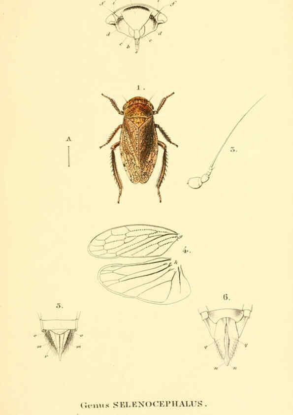 Reproducción/Reproduction 6049878110: Genera quædam insectorum. Iconibus illustravit et descripsit Hermannus Burmeister ... Volumen I. continet tabulas XL. Berlini,sumtibus A. Burmeister,1838-46