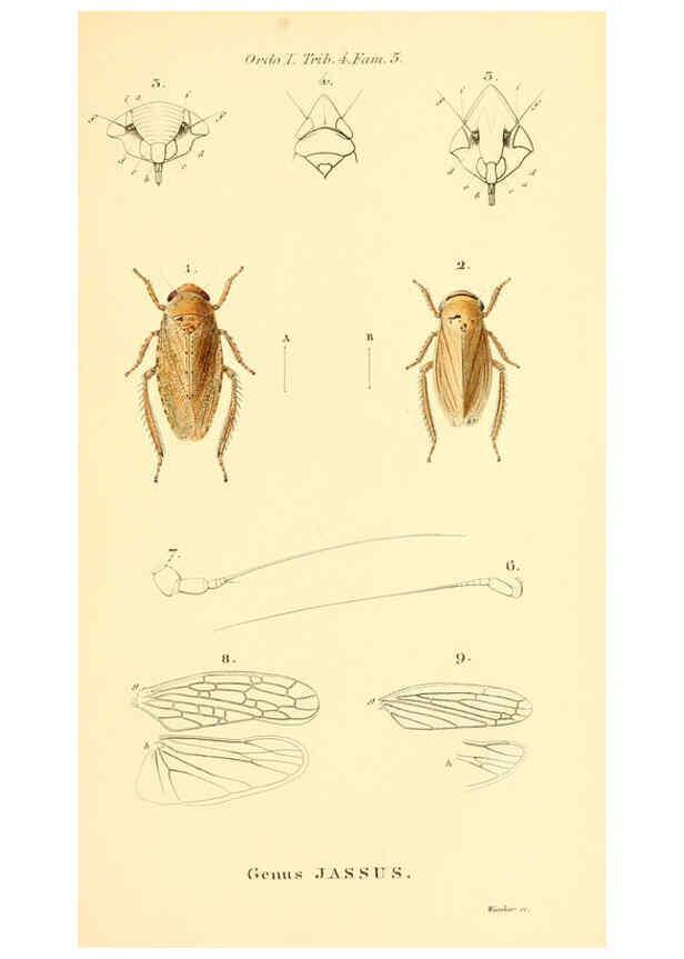 Reproducción/Reproduction 6049878810: Genera quædam insectorum. Iconibus illustravit et descripsit Hermannus Burmeister ... Volumen I. continet tabulas XL. Berlini,sumtibus A. Burmeister,1838-46