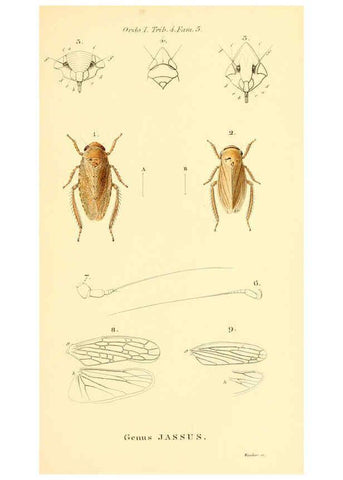 Reproducción/Reproduction 6049878810: Genera quædam insectorum. Iconibus illustravit et descripsit Hermannus Burmeister ... Volumen I. continet tabulas XL. Berlini,sumtibus A. Burmeister,1838-46