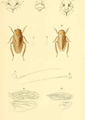 Reproducción/Reproduction 6049878810: Genera quædam insectorum. Iconibus illustravit et descripsit Hermannus Burmeister ... Volumen I. continet tabulas XL. Berlini,sumtibus A. Burmeister,1838-46