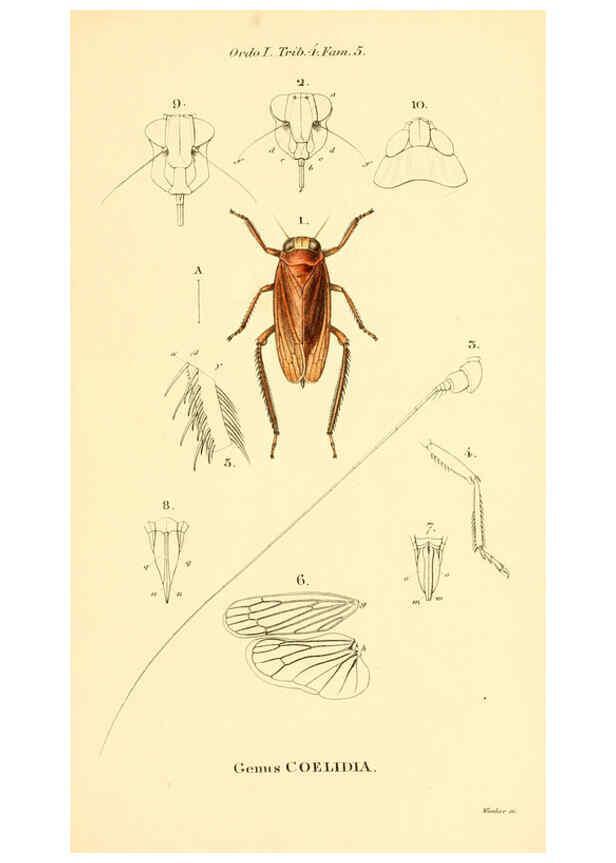 Reproducción/Reproduction 6049879132: Genera quædam insectorum. Iconibus illustravit et descripsit Hermannus Burmeister ... Volumen I. continet tabulas XL. Berlini,sumtibus A. Burmeister,1838-46