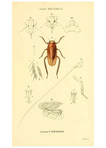 Reproducción/Reproduction 6049879132: Genera quædam insectorum. Iconibus illustravit et descripsit Hermannus Burmeister ... Volumen I. continet tabulas XL. Berlini,sumtibus A. Burmeister,1838-46