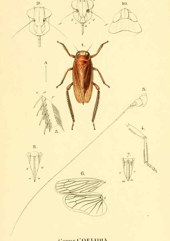 Reproducción/Reproduction 6049879132: Genera quædam insectorum. Iconibus illustravit et descripsit Hermannus Burmeister ... Volumen I. continet tabulas XL. Berlini,sumtibus A. Burmeister,1838-46