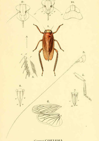 Reproducción/Reproduction 6049879132: Genera quædam insectorum. Iconibus illustravit et descripsit Hermannus Burmeister ... Volumen I. continet tabulas XL. Berlini,sumtibus A. Burmeister,1838-46