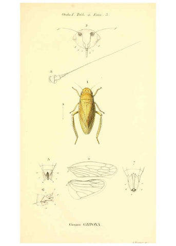 Reproducción/Reproduction 6049326851: Genera quædam insectorum. Iconibus illustravit et descripsit Hermannus Burmeister ... Volumen I. continet tabulas XL. Berlini,sumtibus A. Burmeister,1838-46