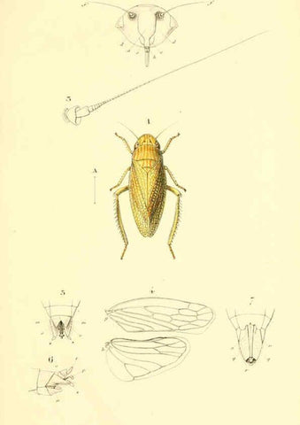 Reproducción/Reproduction 6049326851: Genera quædam insectorum. Iconibus illustravit et descripsit Hermannus Burmeister ... Volumen I. continet tabulas XL. Berlini,sumtibus A. Burmeister,1838-46