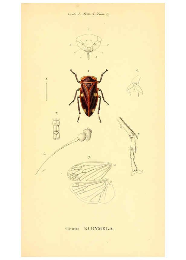Reproducción/Reproduction 6049879826: Genera quædam insectorum. Iconibus illustravit et descripsit Hermannus Burmeister ... Volumen I. continet tabulas XL. Berlini,sumtibus A. Burmeister,1838-46
