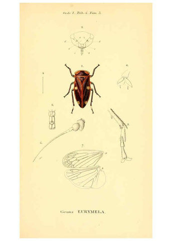 Reproducción/Reproduction 6049879826: Genera quædam insectorum. Iconibus illustravit et descripsit Hermannus Burmeister ... Volumen I. continet tabulas XL. Berlini,sumtibus A. Burmeister,1838-46