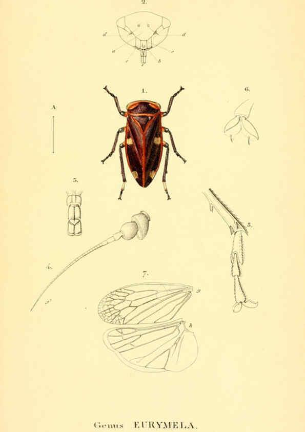 Reproducción/Reproduction 6049879826: Genera quædam insectorum. Iconibus illustravit et descripsit Hermannus Burmeister ... Volumen I. continet tabulas XL. Berlini,sumtibus A. Burmeister,1838-46