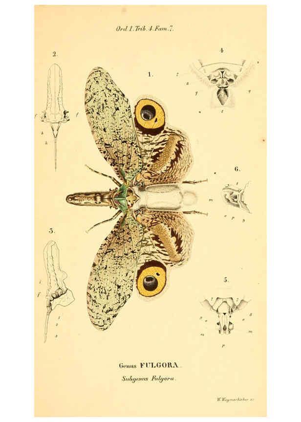 Reproducción/Reproduction 6049880170: Genera quædam insectorum. Iconibus illustravit et descripsit Hermannus Burmeister ... Volumen I. continet tabulas XL. Berlini,sumtibus A. Burmeister,1838-46