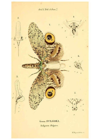 Reproducción/Reproduction 6049880170: Genera quædam insectorum. Iconibus illustravit et descripsit Hermannus Burmeister ... Volumen I. continet tabulas XL. Berlini,sumtibus A. Burmeister,1838-46