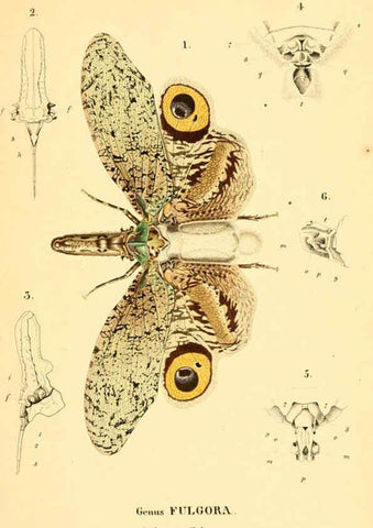 Reproducción/Reproduction 6049880170: Genera quædam insectorum. Iconibus illustravit et descripsit Hermannus Burmeister ... Volumen I. continet tabulas XL. Berlini,sumtibus A. Burmeister,1838-46