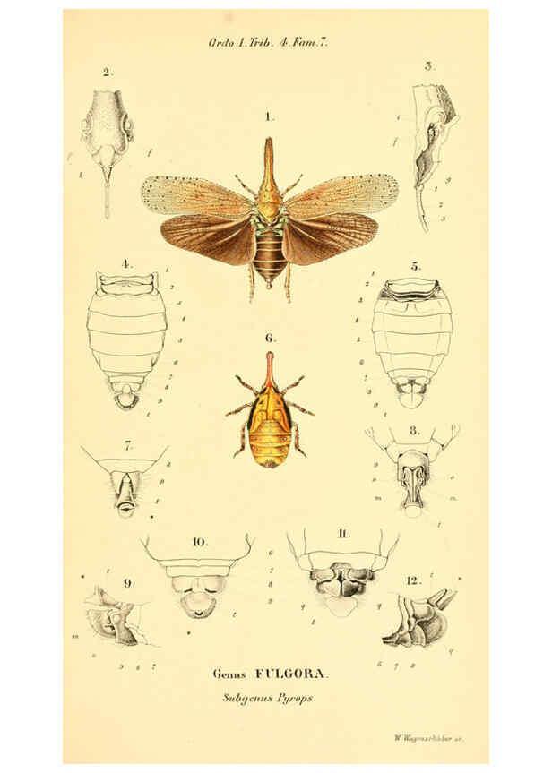 Reproducción/Reproduction 6049327913: Genera quædam insectorum. Iconibus illustravit et descripsit Hermannus Burmeister ... Volumen I. continet tabulas XL. Berlini,sumtibus A. Burmeister,1838-46