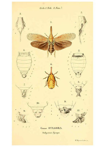 Reproducción/Reproduction 6049327913: Genera quædam insectorum. Iconibus illustravit et descripsit Hermannus Burmeister ... Volumen I. continet tabulas XL. Berlini,sumtibus A. Burmeister,1838-46