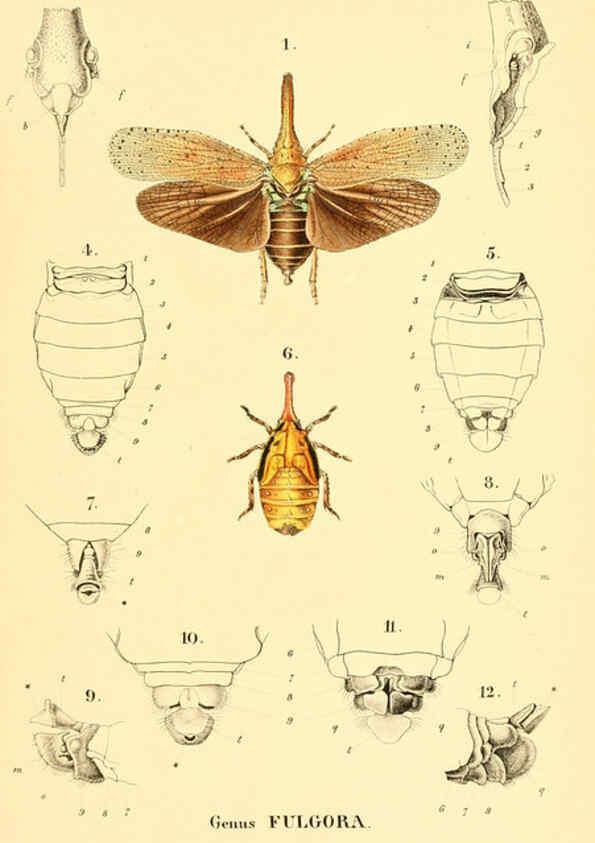 Reproducción/Reproduction 6049327913: Genera quædam insectorum. Iconibus illustravit et descripsit Hermannus Burmeister ... Volumen I. continet tabulas XL. Berlini,sumtibus A. Burmeister,1838-46