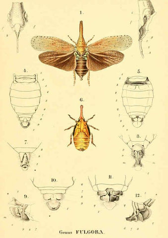 Reproducción/Reproduction 6049327913: Genera quædam insectorum. Iconibus illustravit et descripsit Hermannus Burmeister ... Volumen I. continet tabulas XL. Berlini,sumtibus A. Burmeister,1838-46