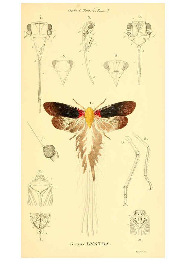Reproducción/Reproduction 6049328271: Genera quædam insectorum. Iconibus illustravit et descripsit Hermannus Burmeister ... Volumen I. continet tabulas XL. Berlini,sumtibus A. Burmeister,1838-46