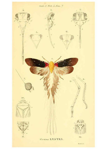 Reproducción/Reproduction 6049328271: Genera quædam insectorum. Iconibus illustravit et descripsit Hermannus Burmeister ... Volumen I. continet tabulas XL. Berlini,sumtibus A. Burmeister,1838-46