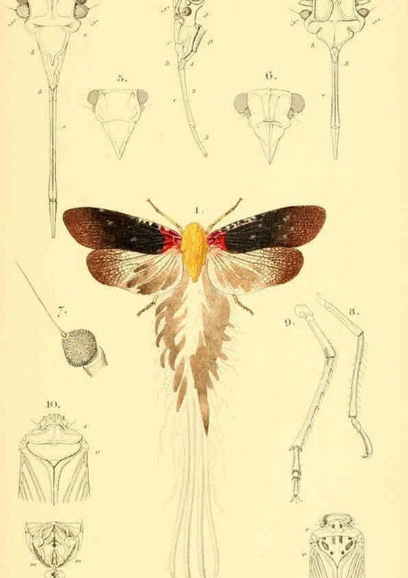 Reproducción/Reproduction 6049328271: Genera quædam insectorum. Iconibus illustravit et descripsit Hermannus Burmeister ... Volumen I. continet tabulas XL. Berlini,sumtibus A. Burmeister,1838-46