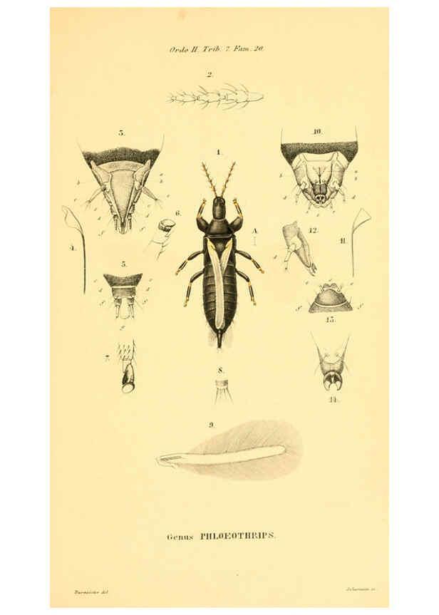 Reproducción/Reproduction 6049328507: Genera quædam insectorum. Iconibus illustravit et descripsit Hermannus Burmeister ... Volumen I. continet tabulas XL. Berlini,sumtibus A. Burmeister,1838-46