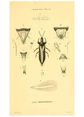 Reproducción/Reproduction 6049328507: Genera quædam insectorum. Iconibus illustravit et descripsit Hermannus Burmeister ... Volumen I. continet tabulas XL. Berlini,sumtibus A. Burmeister,1838-46
