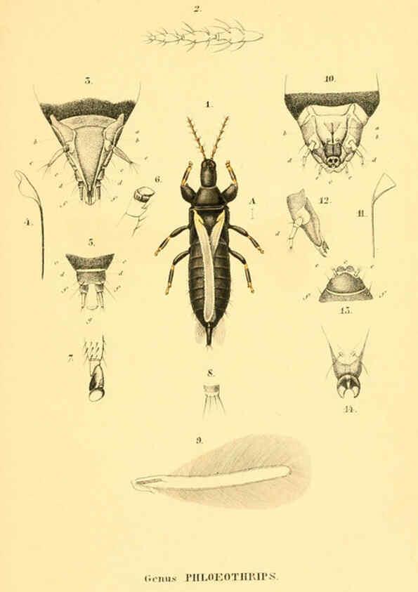 Reproducción/Reproduction 6049328507: Genera quædam insectorum. Iconibus illustravit et descripsit Hermannus Burmeister ... Volumen I. continet tabulas XL. Berlini,sumtibus A. Burmeister,1838-46