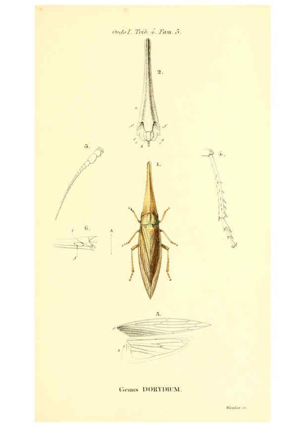 Reproducción/Reproduction 6049875854: Genera quædam insectorum. Iconibus illustravit et descripsit Hermannus Burmeister ... Volumen I. continet tabulas XL. Berlini,sumtibus A. Burmeister,1838-46