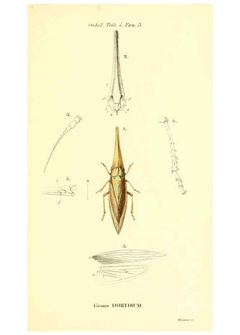 Reproducción/Reproduction 6049875854: Genera quædam insectorum. Iconibus illustravit et descripsit Hermannus Burmeister ... Volumen I. continet tabulas XL. Berlini,sumtibus A. Burmeister,1838-46