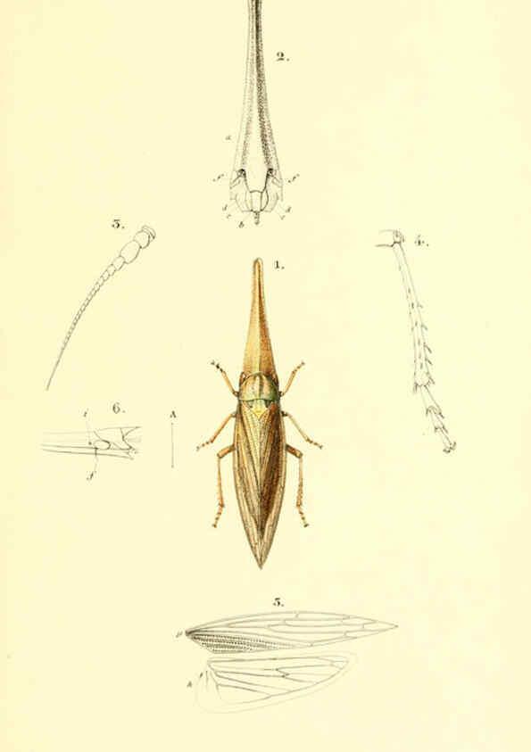 Reproducción/Reproduction 6049875854: Genera quædam insectorum. Iconibus illustravit et descripsit Hermannus Burmeister ... Volumen I. continet tabulas XL. Berlini,sumtibus A. Burmeister,1838-46