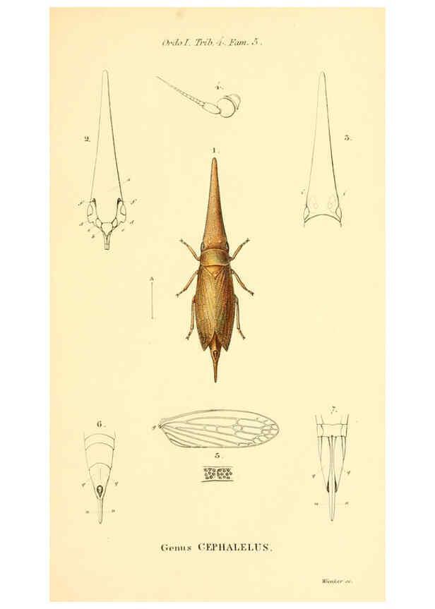 Reproducción/Reproduction 6049323037: Genera quædam insectorum. Iconibus illustravit et descripsit Hermannus Burmeister ... Volumen I. continet tabulas XL. Berlini,sumtibus A. Burmeister,1838-46