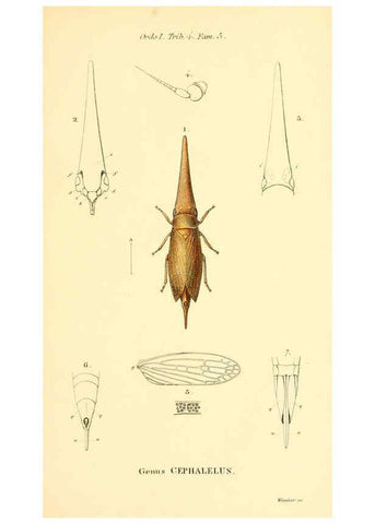 Reproducción/Reproduction 6049323037: Genera quædam insectorum. Iconibus illustravit et descripsit Hermannus Burmeister ... Volumen I. continet tabulas XL. Berlini,sumtibus A. Burmeister,1838-46