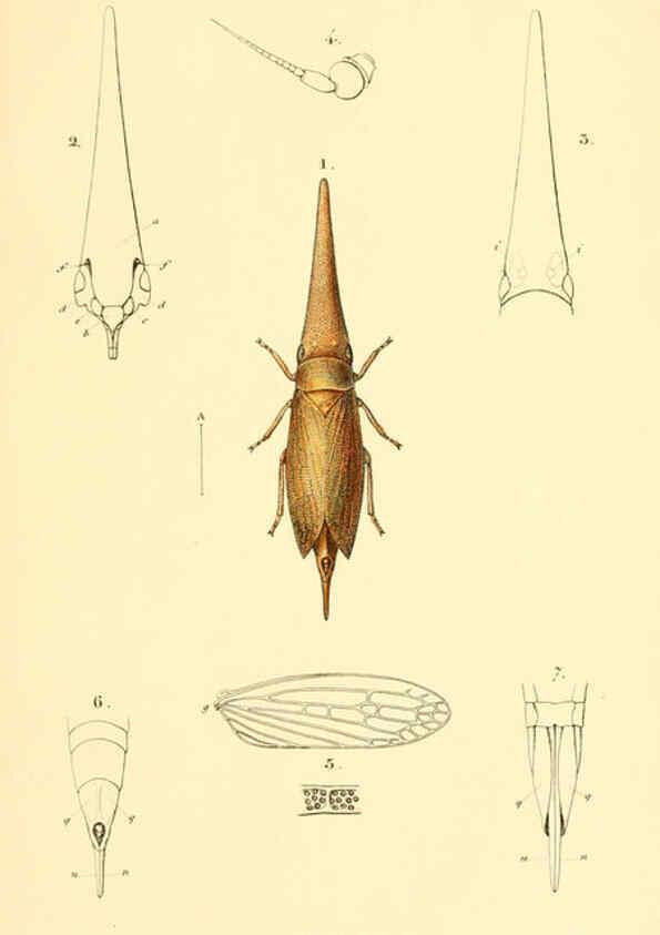 Reproducción/Reproduction 6049323037: Genera quædam insectorum. Iconibus illustravit et descripsit Hermannus Burmeister ... Volumen I. continet tabulas XL. Berlini,sumtibus A. Burmeister,1838-46