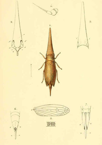 Reproducción/Reproduction 6049323037: Genera quædam insectorum. Iconibus illustravit et descripsit Hermannus Burmeister ... Volumen I. continet tabulas XL. Berlini,sumtibus A. Burmeister,1838-46