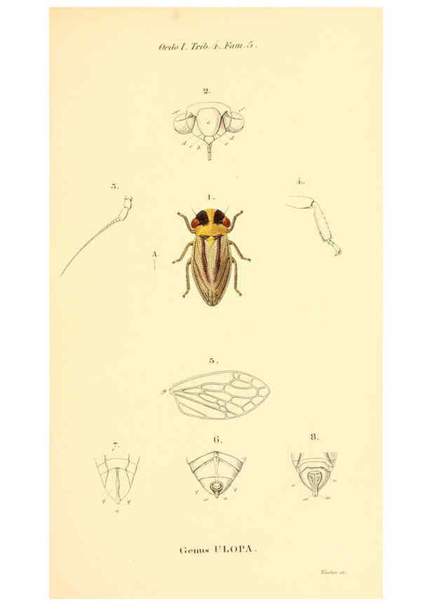 Reproducción/Reproduction 6049875230: Genera quædam insectorum. Iconibus illustravit et descripsit Hermannus Burmeister ... Volumen I. continet tabulas XL. Berlini,sumtibus A. Burmeister,1838-46