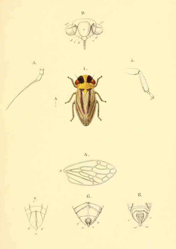 Reproducción/Reproduction 6049875230: Genera quædam insectorum. Iconibus illustravit et descripsit Hermannus Burmeister ... Volumen I. continet tabulas XL. Berlini,sumtibus A. Burmeister,1838-46